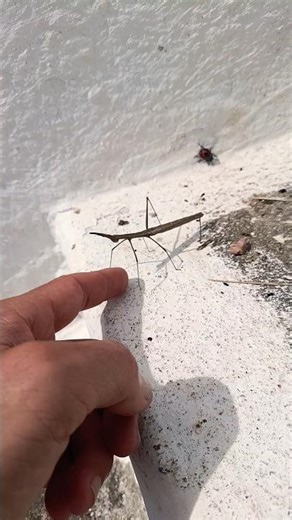 Grasshopper species, stick cricket. I don't know the name. #nature #animals
