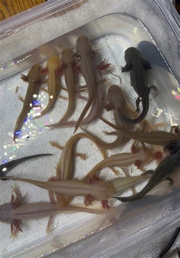 Axolotl babies for sale — rare morphs, shipping next week