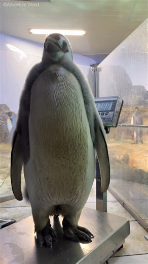 アドベンチャーワールド 公式 on Instagram: ". ＼ エンペラーペンギンの赤ちゃんの成長記録🐧／ 【1月24日撮影 116日齢】 2025年9月30日に誕生したエンペラーペンギンの赤ちゃん。 体重計の上で立派な立ち姿✨ エンペラーペンギンの赤ちゃん、アドベンチャーワールドで公開中！ 日々変化する成長の様子を、ぜひパークでご覧ください🐧 詳細はこちら https://www.aws-s.info/emperorpenguin2025 #アドベンチャーワールド #エンペラーペンギン"