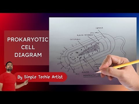 How to Draw Prokaryotic Cell | Prokaryotic Cell Diagram | Drawing Prokaryotic Cell