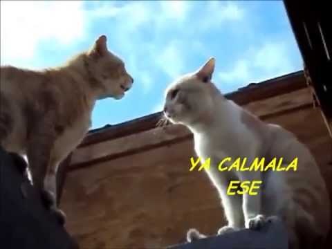 GATOS PELEANDO