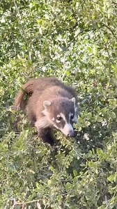 This little coati kit was a hoot to watch ❤️ #coati #coatimundi #arizonawildlife #Arizona #naturestv | Christina Boggs