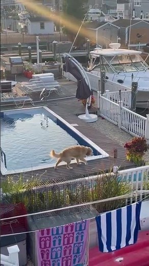 WATCH: Stealthy golden retriever hops a fence to swim in his neighbors' pool #shorts
