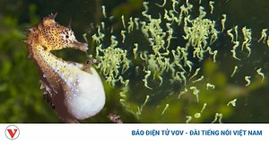 Video: Cận cảnh ca sinh 2.000 con của cá ngựa