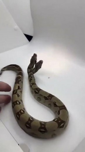 A two-headed snake