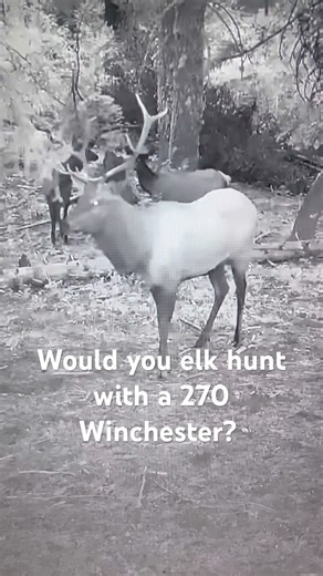 Big elk would you hunt with a 270 Winchester? ￼