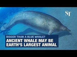 Ancient whale from Peru may be Earth's largest animal