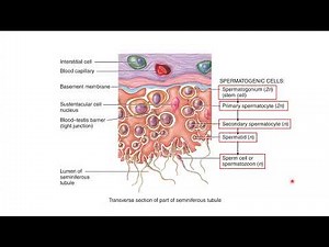 Physiology of the Male Reproductive System