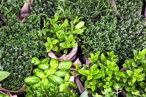The 1 Herb You Should Never Refrigerate, According to Chefs