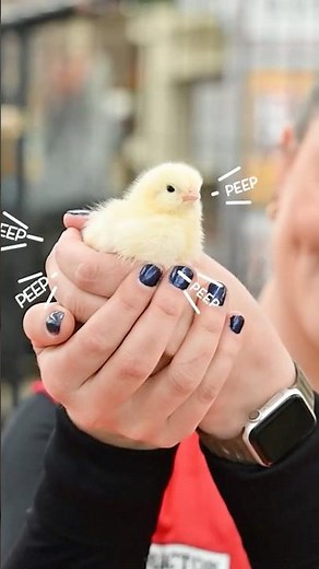 🐓Get Ready Peeps! Chick Days Start Soon at Tractor Supply #chickdays #backyardbirds #babychicks