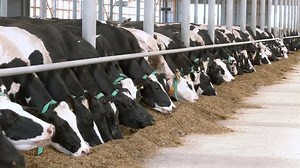 Сows Feeding Large Cowshed Black White Stock Footage Video (100% Royalty-free) 1079087282 | Shutterstock