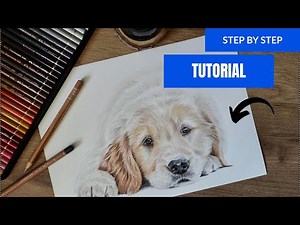 How to Draw a Golden Retriever Puppy | Realistic Colored Pencil Tutorial