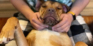 My name is Mike Hawthorne and I'm a dog-aholic