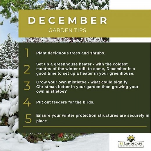 December Garden Tips You Need! ❄️🌿
