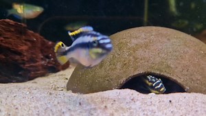 53K views · 5.5K reactions | Kribs doing krib things..... | Pier Aquatics | Facebook