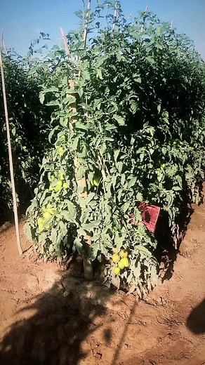 Danilo_Alves no TikTok