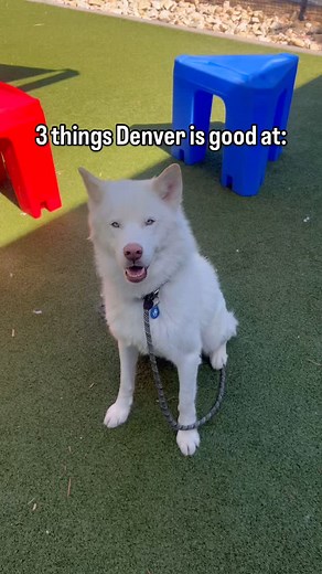 Where are the snuggly husky lovers at? 👀 Meet Denver! This striking 1-year-old Alaskan Husky is turning heads and stealing hearts! This handsome hunk has a fun, loving and playful personality. 🥰 Denver is an energetic pup who enjoys playing with toys, is a big fan of tasty treats and never says no to a good petting session. He’s gotten so comfortable with volunteers he’s turned yard time into the occasional nap time! 😴💫 Denver is potty trained, crate trained, non-destructive in the home, wal