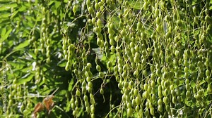 Pods of the catalpa tree close-up. Legumes in the form of pods on the tree. High quality video