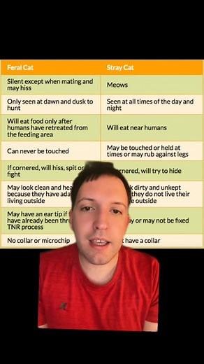 Feral cats and stray cats are different. #Cats #streetcats | Dannyserene