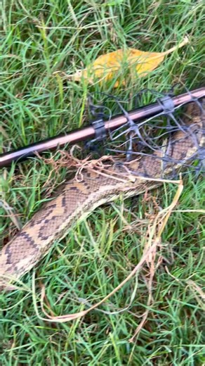 Summer rescues a big Python from netting! 🐍 This gorgeous Coastal Carpet Python unfortunately tried to squeeze through this plastic netting and got itself stuck. Summer was able to cut it out and will be taking it to the wildlife hospital as there is a bit of scale damage, but it should be totally fine! Once the snake heals, Summer will take it back to some safer bushland out in Lacey’s Creek where it came from! | Sunshine Coast Snake Catchers 24/7