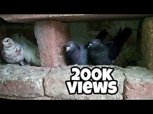 My pigeons breeding setup || amazing pigeons breeding setup