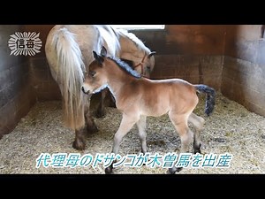 木曽馬の子馬が誕生、ドサンコが代理出産 木曽馬の里・乗馬センターで初（2023年6月5日）