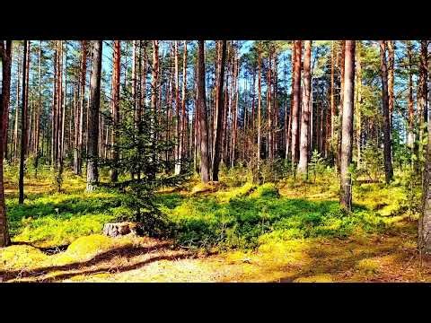 4K Forest Therapy 🌲 Tranquil Birdsong & Healing Nature Sounds