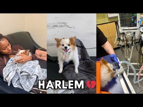 Harlem passed away this week 💔 (MY DOG)