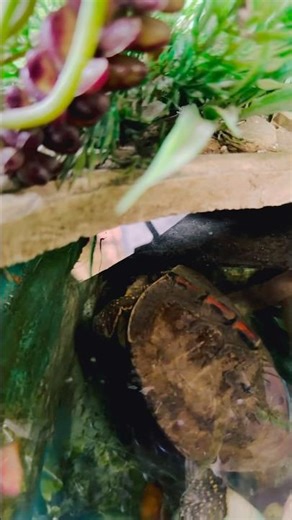 A Peaceful Home for Tortoise & Turtle 🐢 #shorts