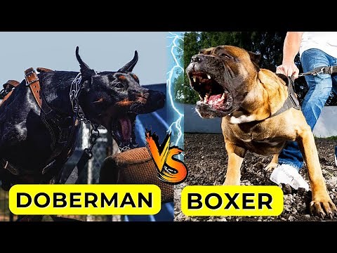 Doberman VS Boxer Who Would Win | Boxer Dog VS Doberman Real Fight Doberman