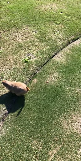 Morning Workout with Prairie Dog: A Cute Animal Exercise Routine