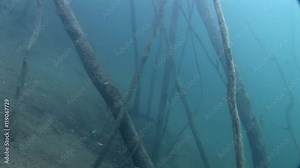 Hemmoor scuba diving germany factory marl quarry trees underwater Stock Video