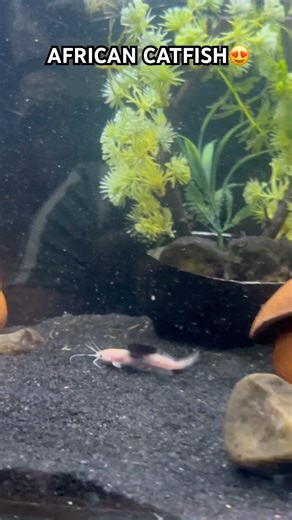 ❤️ #arowana #aquarium #fishkeeping #aquascape #viral #fishshorts #trending #breeding #tetrafish #og