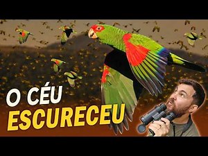 The Incredible PARROT SPECTACLE of Brazil | Red-spectacled Amazon