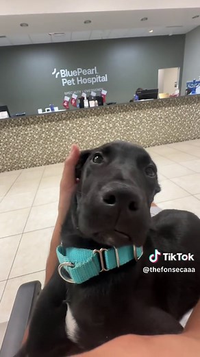 andresfonsecan on TikTok