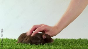 Hands play with domestic dumbo rats on green grass and white background. Black and Siamese white rat. The pets are having fun. Iron the backs and scratch the belly of the animal.