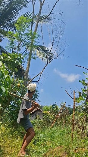 jungle fowl hunting #videoshorts #animal #nature