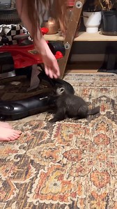 1.9K views · 54 reactions | CUTEST LITTLE #BABYFOX SPOTTED! 力 This tiny baby fox is stealing hearts—just look at that face! Nature at its most adorable. #BabyFox #WildlifeLove #NatureCuties #FoxLovers #CuteAnimals #WoodlandCreatures #AnimalLovers #WildlifePhotography #FoxLife #AdorableMoments | Toonie & Tod | Facebook