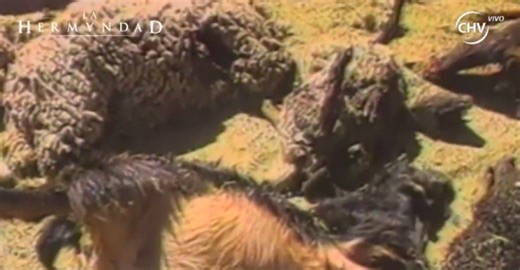 Chupacabras: ¿Alienígena o experimento?