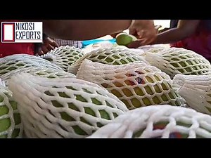 2020 Early Season Banganampalli Mangoes Shipment Packing by Nikosi Exports