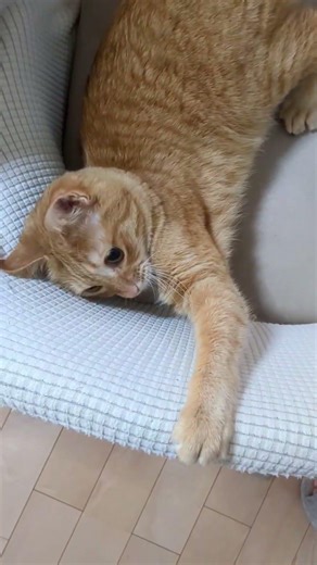 みりんもいますよ。 #茶トラ #先住猫 #ねこのいる暮らし