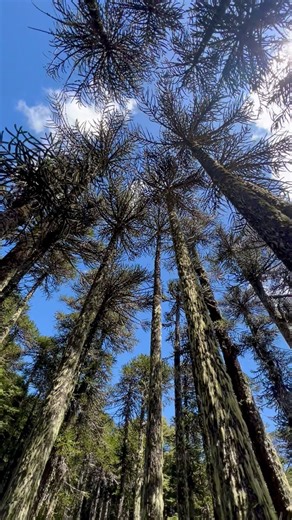 5.3K views · 247 reactions | Old growth Araucaria araucana forests AKA the Monkey puzzle tree in southern Chile   #Araucaria #Araucariaaraucana #pinetrees #pine #Gymnosperms #explore #nature #naturaleza #conservation #naturevideos #patagonia #explorar #plantas #botanica #endangeredspecies | Cactus Explorer | Facebook