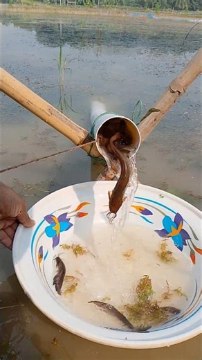 Watch native catfish fishing with pipe trap in river #catfish