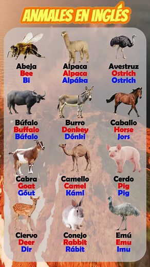 Aprende nombres de animales en inglés fácilmente