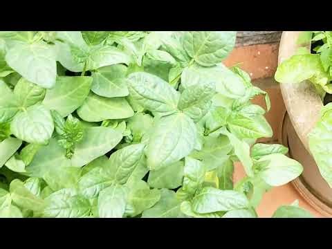 How to Make Egg Shells Fertiliser for Plants