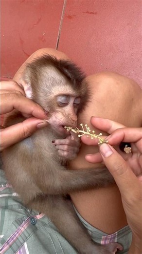 To help Mun Mun sleep better, I helped the monkey remove the leaf seeds.🐒🫘🍃🍃