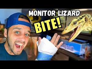 MONITOR LIZARD BITE Caught On Camera!!!(Quince Monitor)