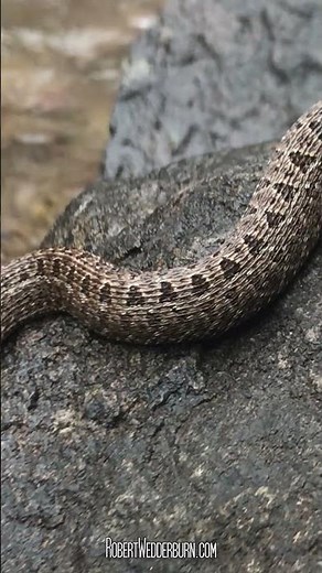 Why Is This Snake So Grumpy?