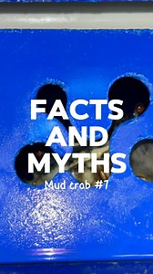 1.6K views · 31 reactions | 呂 **Mud Crab Facts vs. Myths**  Mud...