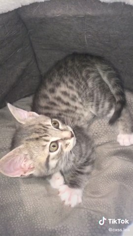 kitten that cries whenever she doesn’t get attention #catsoftiktok #cat #kitten #meow #fy #foryou #fyp